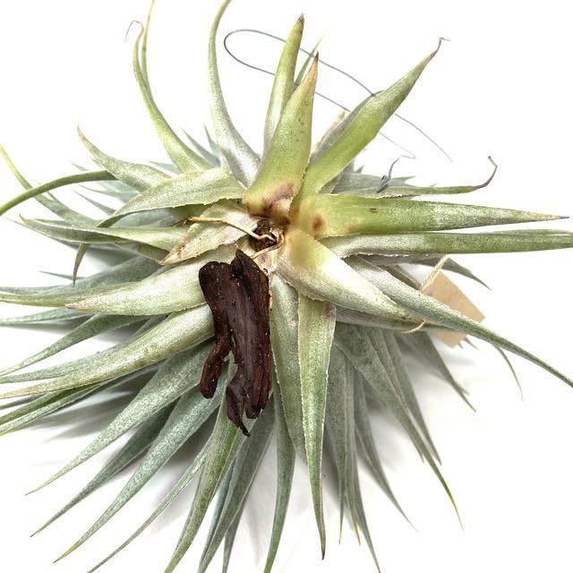 Amazon.co.jp: (現品) チランジア ロゼイフローラ (No.22102